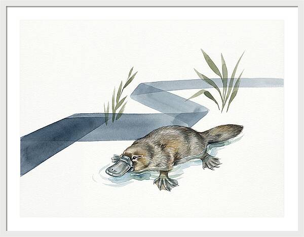 Platypus By The Water
