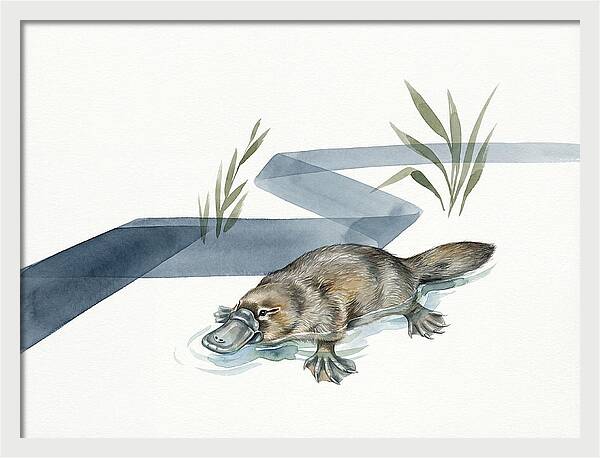 Platypus By The Water