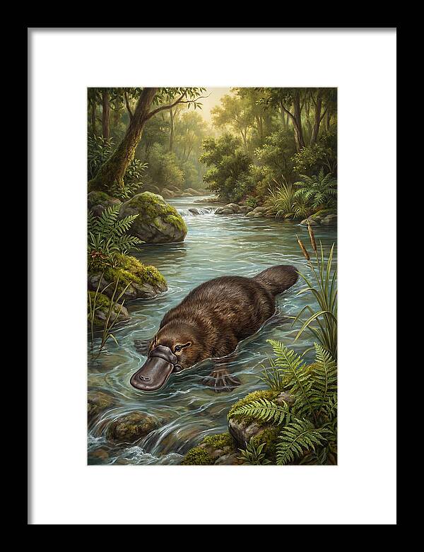 Platypus In Tranquil Waters