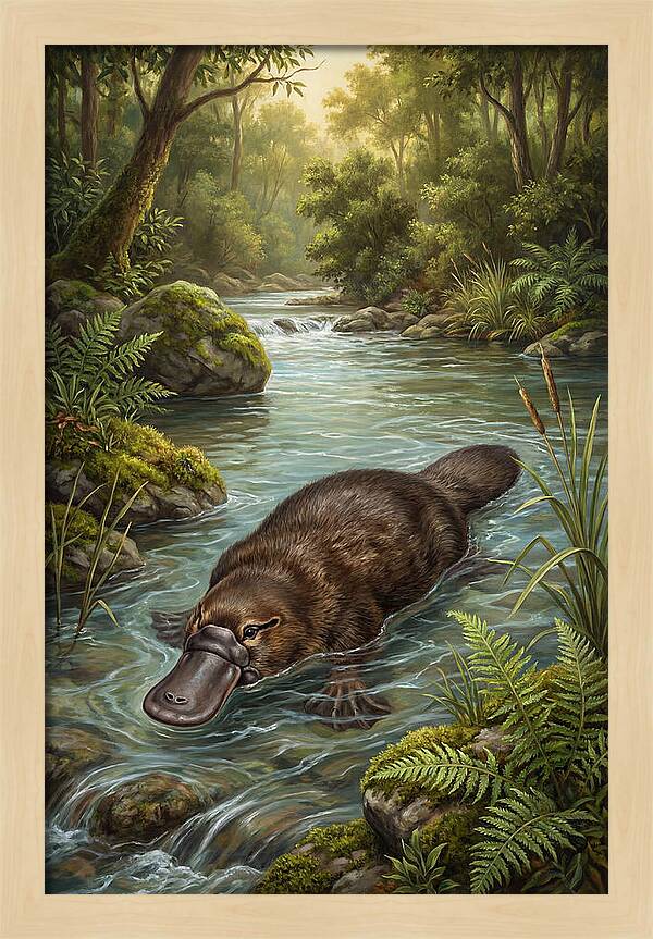 Platypus In Tranquil Waters