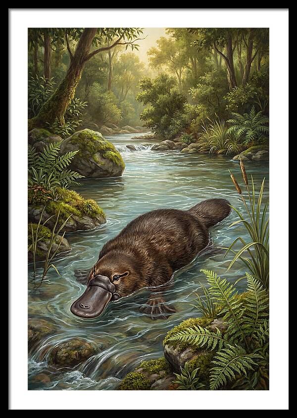 Platypus In Tranquil Waters
