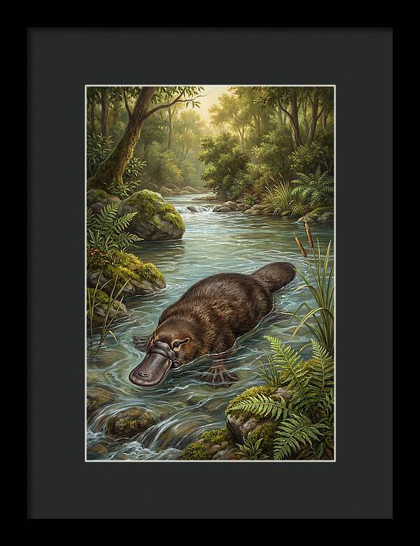 Platypus In Tranquil Waters