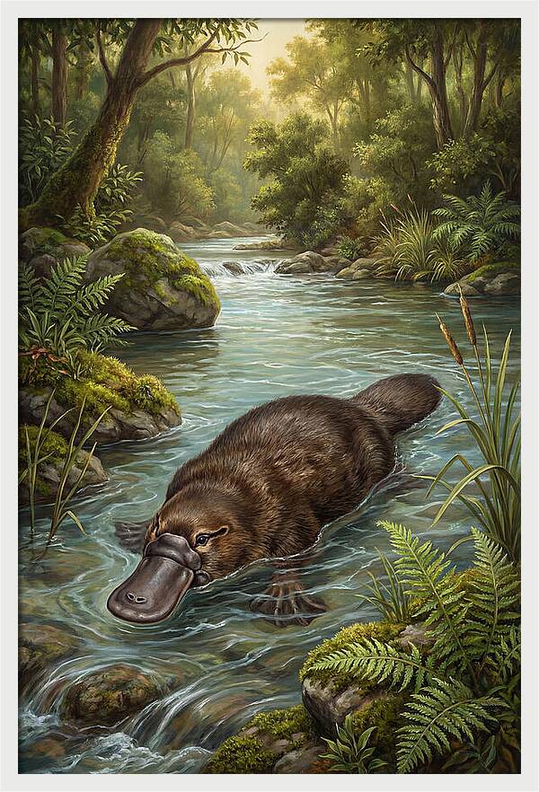 Platypus In Tranquil Waters