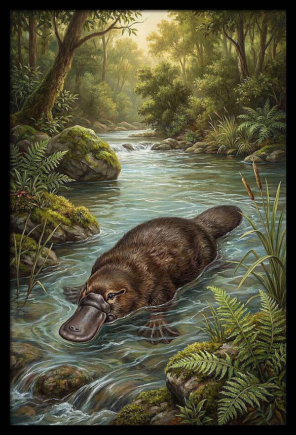 Platypus In Tranquil Waters