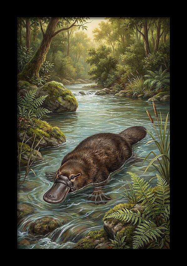 Platypus In Tranquil Waters