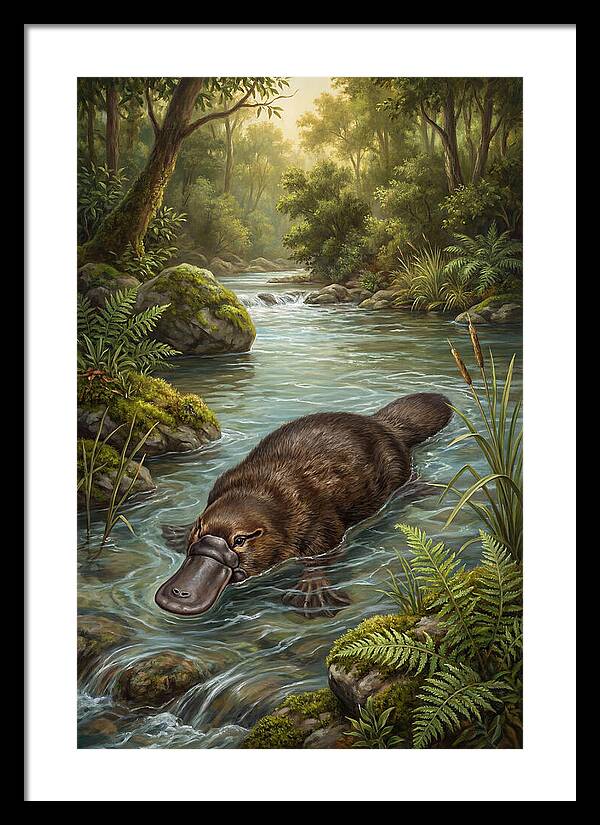 Platypus In Tranquil Waters