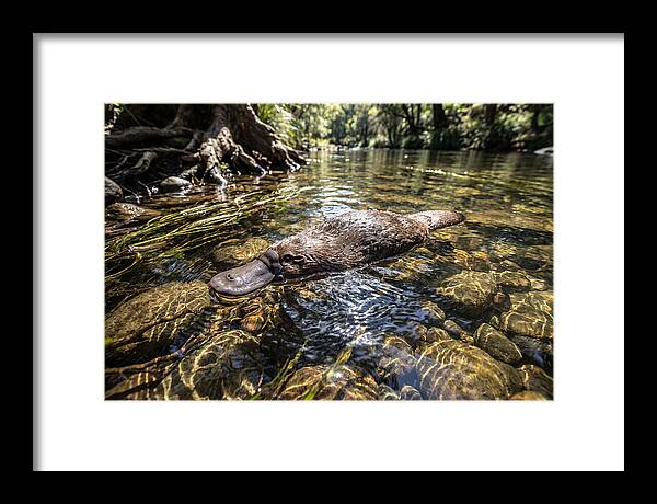 Platypus Swimming Gracefully