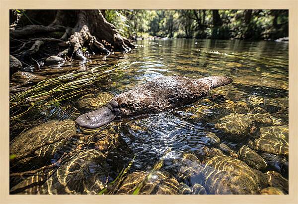 Platypus Swimming Gracefully