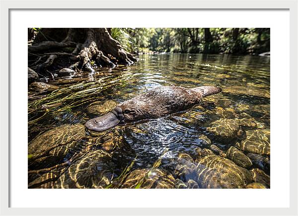 Platypus Swimming Gracefully