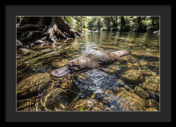 Platypus Swimming Gracefully