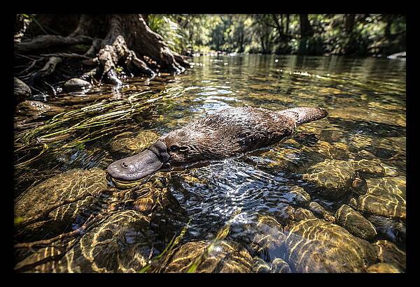 Platypus Swimming Gracefully