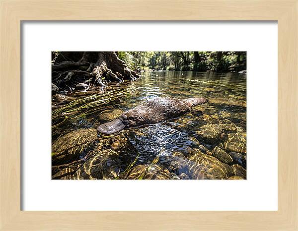 Platypus Swimming Gracefully
