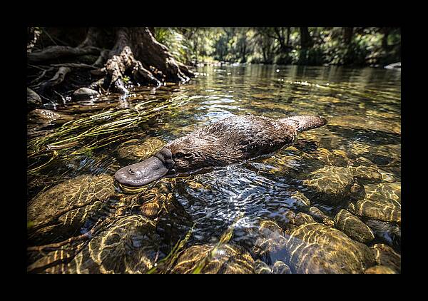 Platypus Swimming Gracefully
