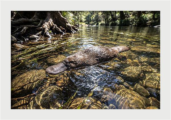 Platypus Swimming Gracefully