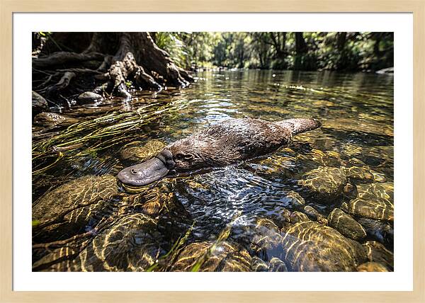 Platypus Swimming Gracefully