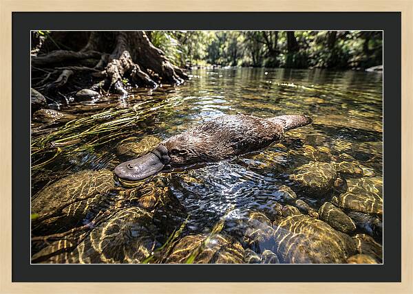 Platypus Swimming Gracefully