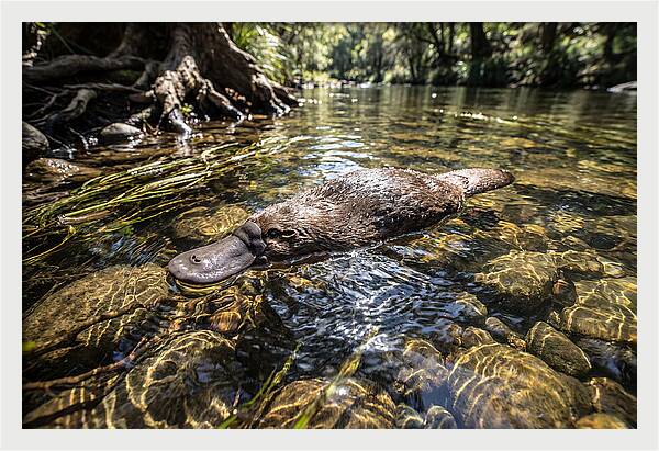 Platypus Swimming Gracefully