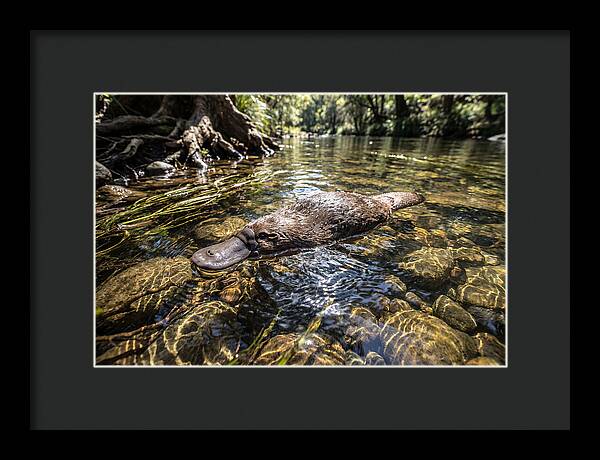 Platypus Swimming Gracefully