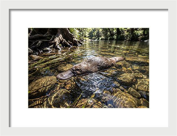 Platypus Swimming Gracefully