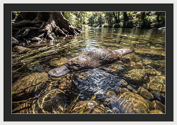 Platypus Swimming Gracefully