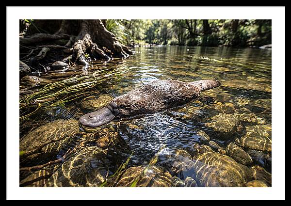 Platypus Swimming Gracefully
