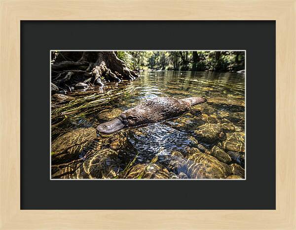 Platypus Swimming Gracefully