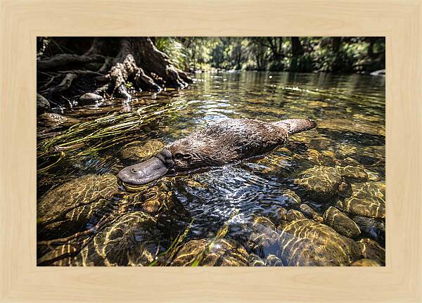 Platypus Swimming Gracefully