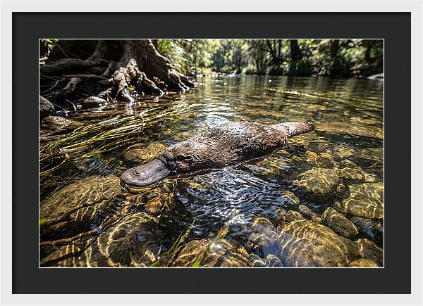 Platypus Swimming Gracefully