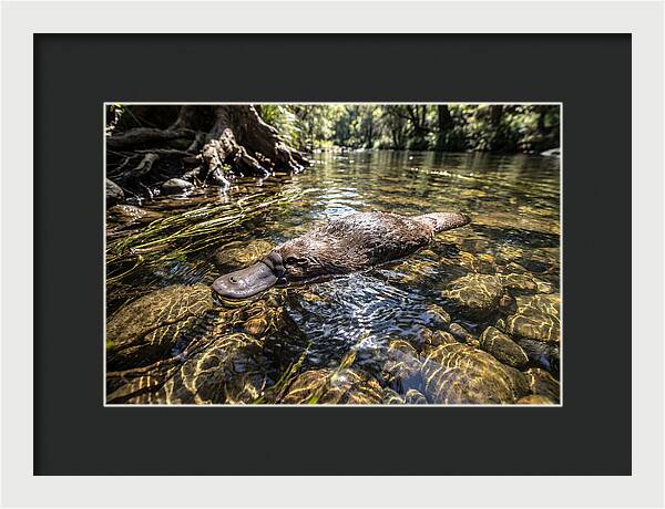 Platypus Swimming Gracefully