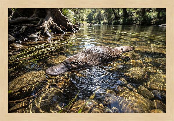 Platypus Swimming Gracefully