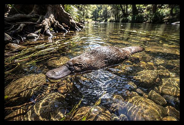 Platypus Swimming Gracefully