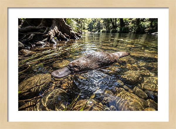Platypus Swimming Gracefully