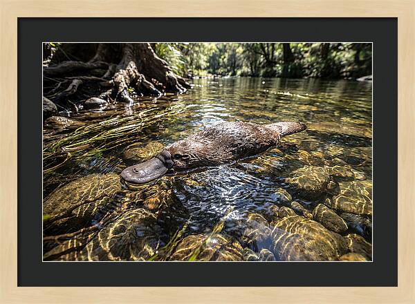 Platypus Swimming Gracefully