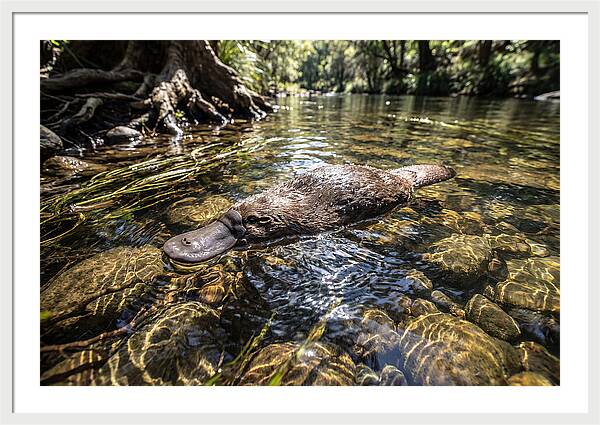 Platypus Swimming Gracefully