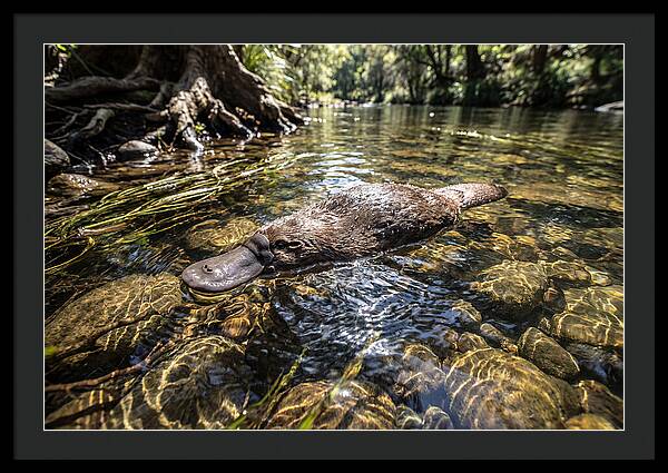 Platypus Swimming Gracefully