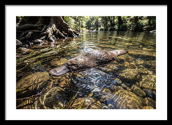 Platypus Swimming Gracefully