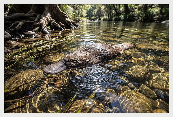 Platypus Swimming Gracefully