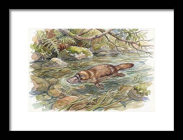 Platypus Swimming Gracefully