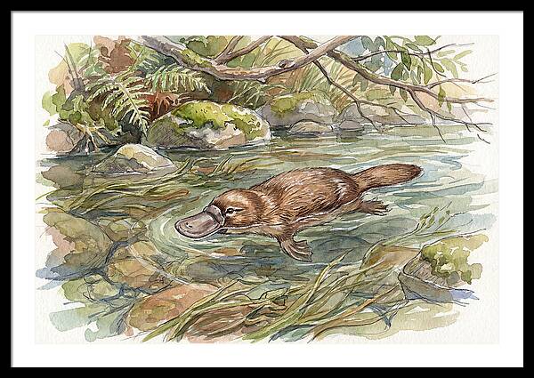 Platypus Swimming Gracefully