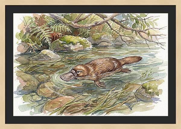 Platypus Swimming Gracefully