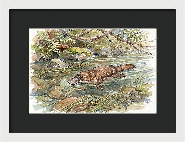 Platypus Swimming Gracefully