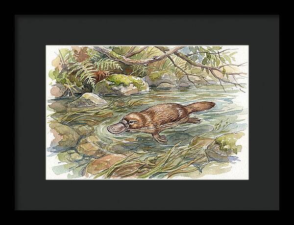 Platypus Swimming Gracefully