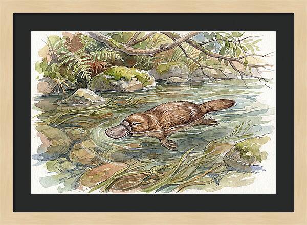 Platypus Swimming Gracefully