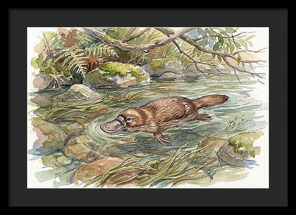 Platypus Swimming Gracefully
