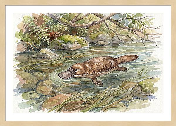 Platypus Swimming Gracefully