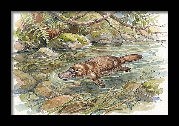 Platypus Swimming Gracefully