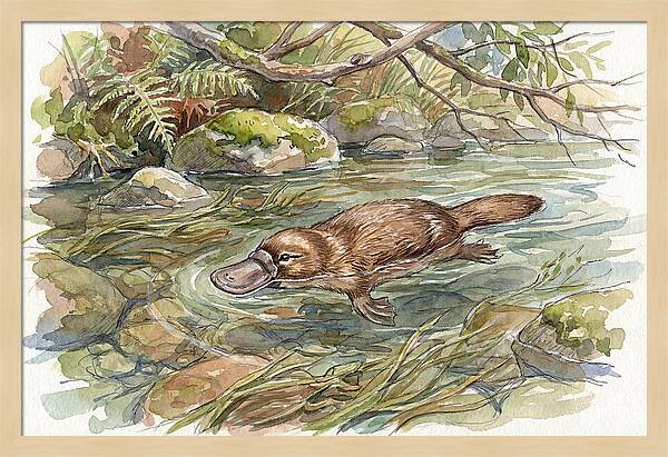Platypus Swimming Gracefully