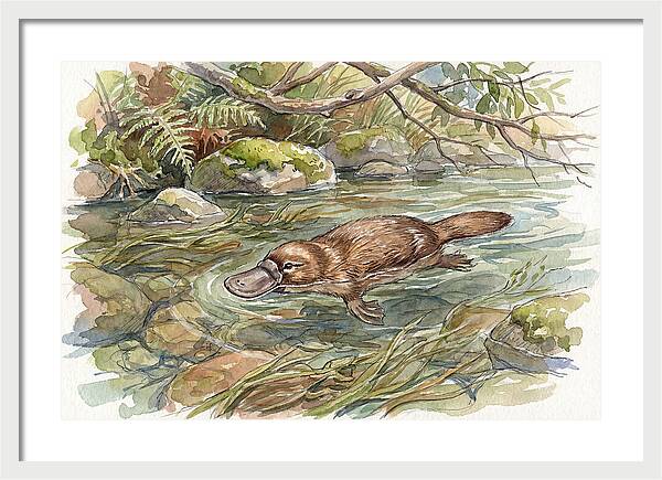 Platypus Swimming Gracefully