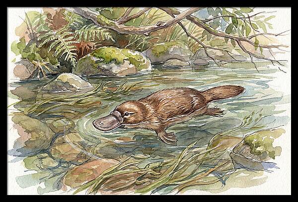 Platypus Swimming Gracefully