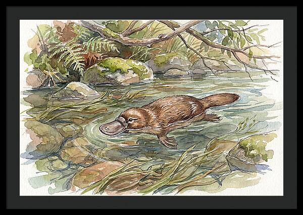 Platypus Swimming Gracefully